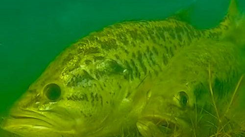 Spring Into Action - Tackle Addict