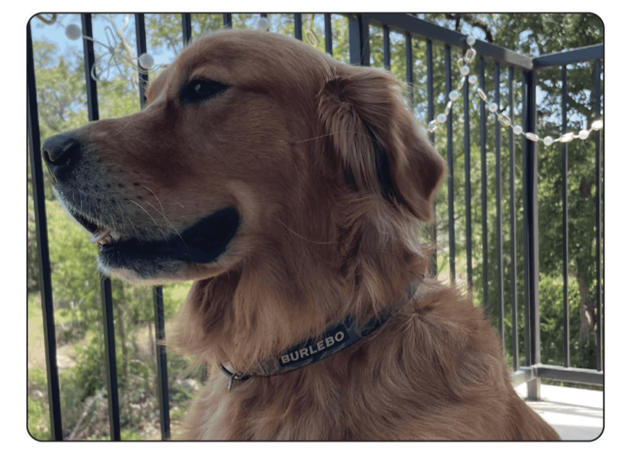 Burlebo Dog Collar