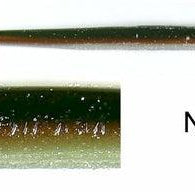 Roboworm Straight Tail 6" New Ayu(D)