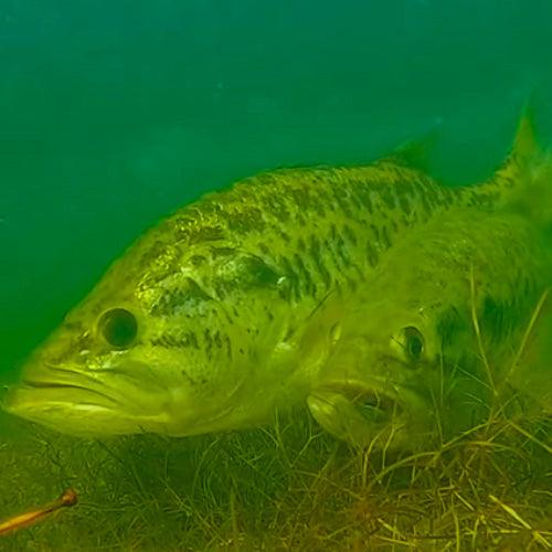 Spring Into Action - Tackle Addict