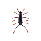 6th Sense HuzzBug Blood Apple pk)