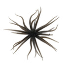 Queen Tackle Beast 25 Porcupine Balls Black