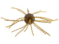 Strike King Tumbleweed Floating Smallmouth Candy